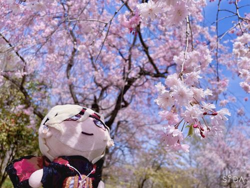 桜、綺麗だね
