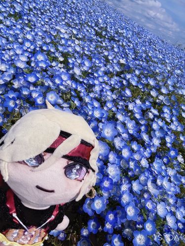 ネモフィラを観てきたよ
一面のネモフィラは見応えがあるね
