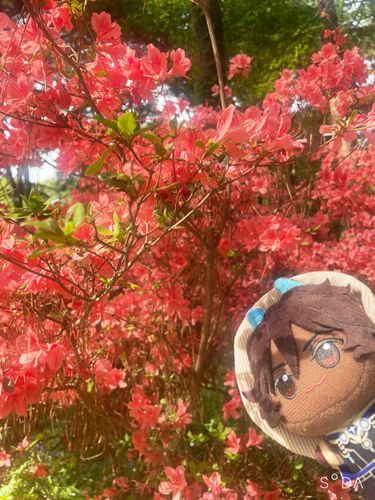 ツツジが見頃です！
美しいですね