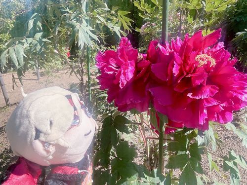 芍薬の花…あたしの顔より大きいね…