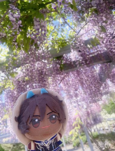 藤の花と日光が合わさるとより美しさが増しますね