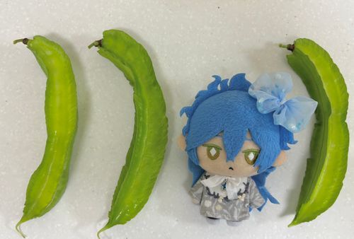 マメしゅーかくした