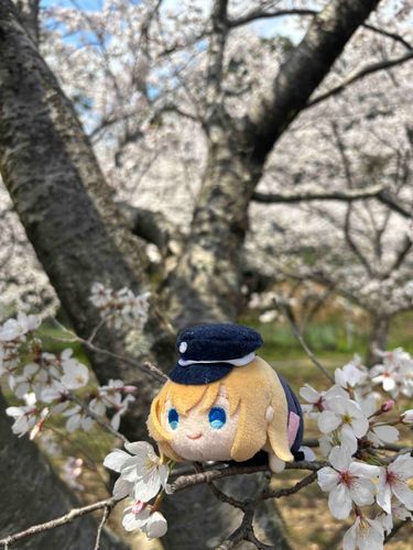 乱「おうちの近くの神社の桜がもうたくさん咲いてたよ！」