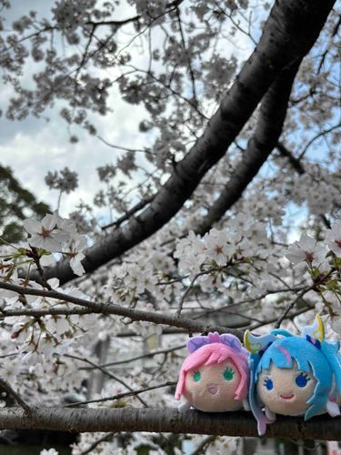 🩵「とっても綺麗ですね！」
‎🤍「ちょっと枝が揺れてるのが心配だけどね〜…」