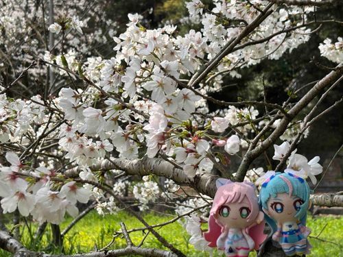 ‎🤍「今年も一緒に見に来れて良かったね！」
🩵「持ち主さんも、彼ともう見れないのは残念だけど私たちがいるから寂しくないって言ってくれました！」