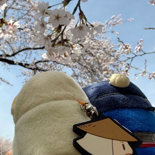 桜が　さいた
花より　だんご　派

もちんば