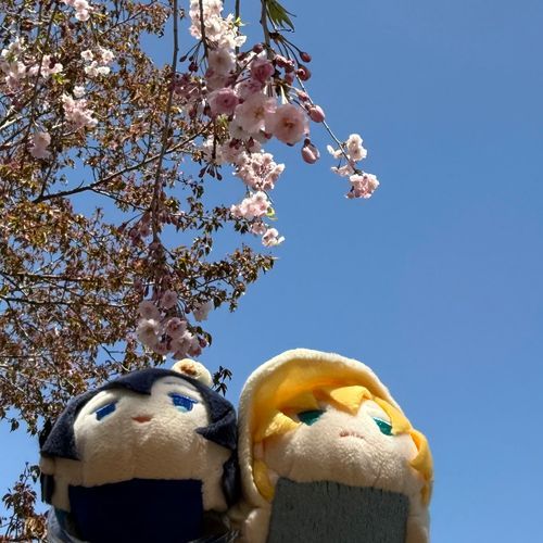 さくらも　みおさめ
みどりの　きせつが　ちかづいてきたな

もちちか