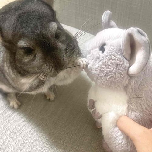 がぶちゃんとがぶちゃん