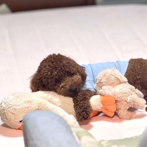 お気に入りのペンちゃん🪿をまくらに( ᴗ ̫ ᴗ )💤