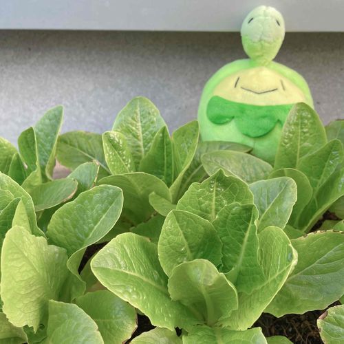 おおきくなってね