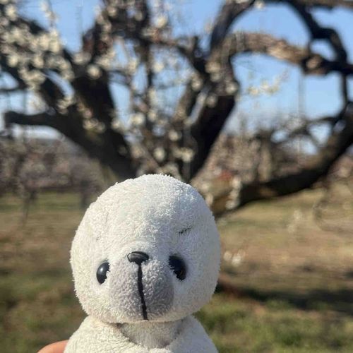 梅の花見に行ってきたよ！