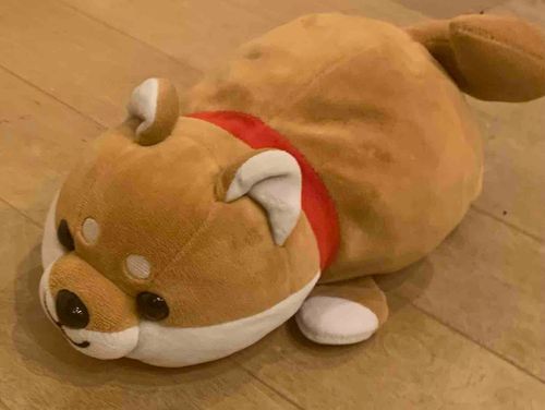 おうちのお散歩やったんよーーー！
久しぶりだけどまめたのこと覚えてる？　おうちに来てもう2年経つのにまだ家のどこに何があるかわからんのよーーまた今度もう少しお散歩の続きする！