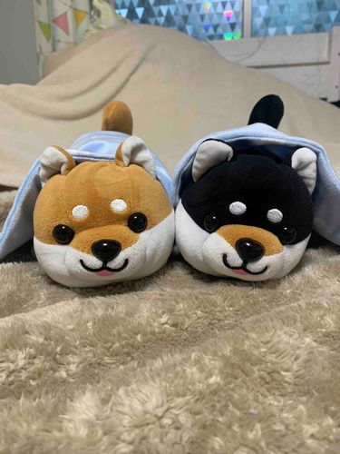 飼い主さんは用事があってお出かけしてるから、今日はポンちゃんの家でお泊まり！！楽しいんよぉ〜