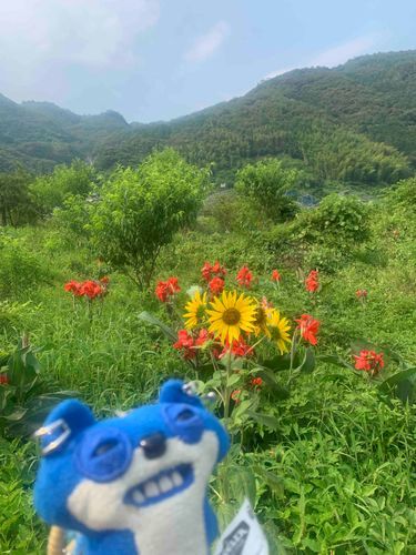 マモは夏男です🌻