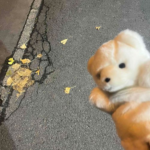 まめこは昼間、にんげんと同じように働いてるよ。
いま退勤したらイチョウが散っていた、踏まれていてかわいそうだね、帰ろう