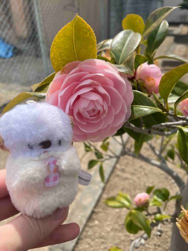 お花が似合うねちっこらさん