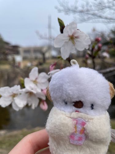 ちっこらさんと桜を見に行ったよ