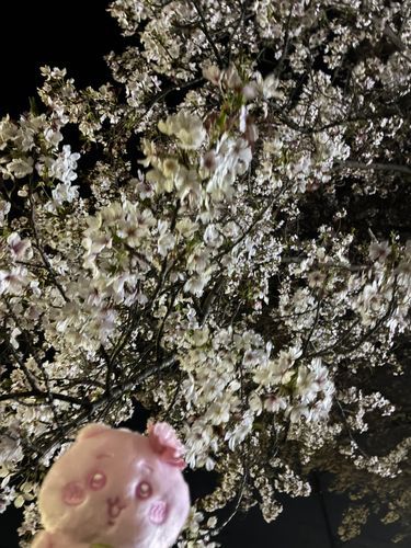 よざくら