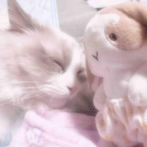 のぺ より 年下だけども のぺ よりおっきいね。
のぺ は7歳だけど しろねこ は 0歳 だよ。
だから のぺ よしよし したげる･֊･
