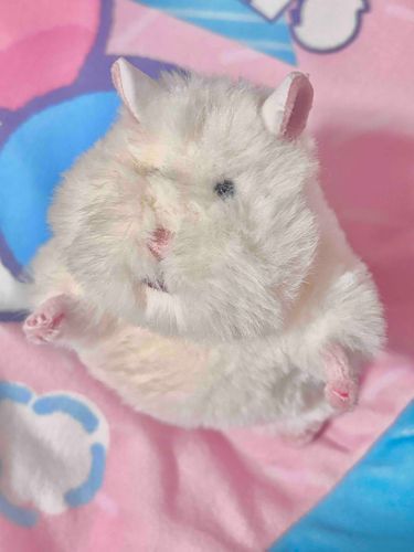 はみにぎり にぎにぎ