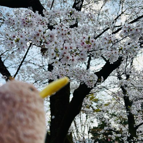 好ﾀﾞﾖ
ｻｸﾗ🌸