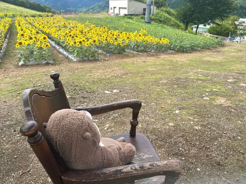 キレーなひまわり畑だなあ