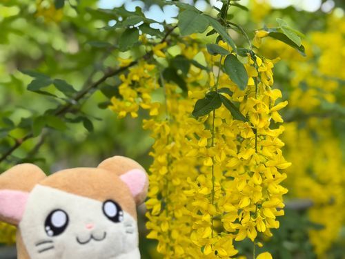2026.05.04
あしかがフラワーパーク