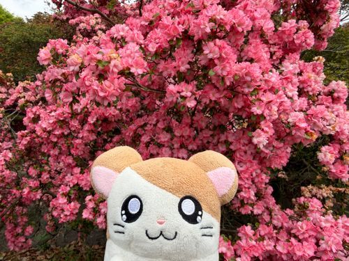 2026.05.04
館林つつじ公園