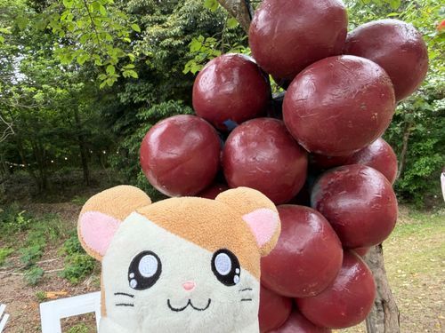 2026.05.23
🍇