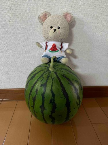 スイカもらったよ！！
脱水症状にならないように、水分補給だ☆