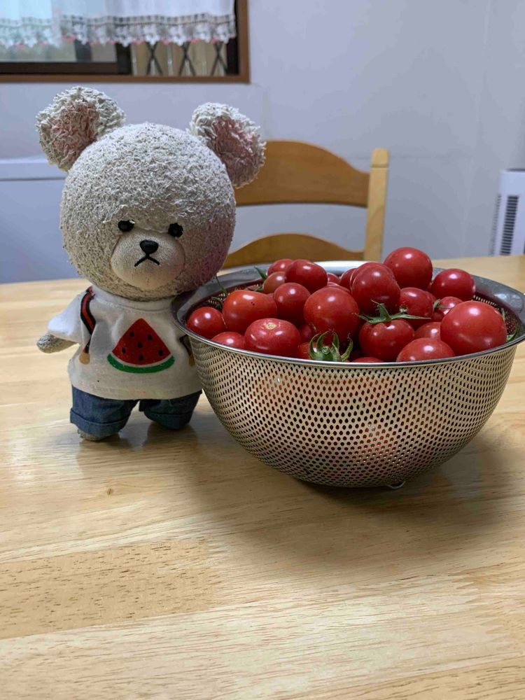 モコモコ農園のミニトマト(ピンキー)の最終収穫♪
ぴーしゃん、赤くなりそうなほど、ミニトマト食べたよ〜
ピーマンのピはぴーしゃんのぴだから、モリモリ食べるつもりだったのに、虫さんにモリモリ食べられて、獲れなかった…
ひどいんだ。もぉ〜ぷんぷんのぷん!!