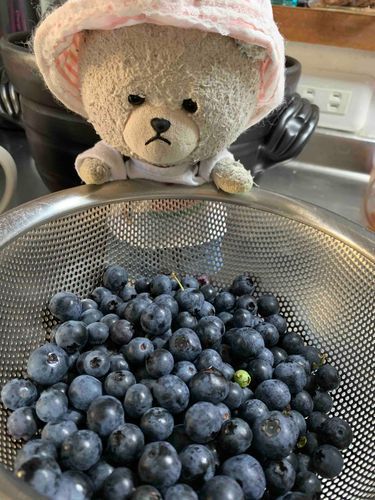 ぴーしゃんもブルーベリー！
お庭のブルーベリー、今年もいっぱいとれたから、味見に来たの。ぴーしゃんも収穫したいって言ったのに、シロクマが紫クマになっちゃうからダメって…
お庭の木に味見に行きたい！！