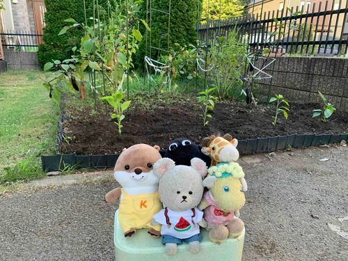 ぴーしゃんたちのモコモコ農園に秋どれピーマンの苗を4つ植えたよ。
農園長のスプーのぽっちゃんと、マネージャーのキリンのジフと監視員のティミーちゃんに新人のコッツンなの。
他のモコモコ仲間も遊びに来るんだ！草もいっぱいだから、かくれんぼもできるよー！！