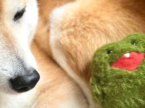 おおきいもふもふとツーショット！