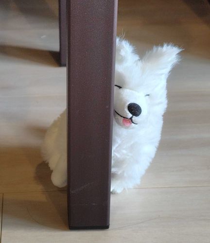 チラッ、、、こんにちは！だわん！
