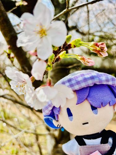 雨さんに出会えて良かったです* 。
これからも季語を探しに行きましょう🐕🐾✨

5月27日は五月雨江重文指定日
5月27日は五月雨江重要文化財指定記念日