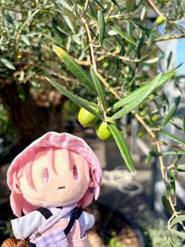 🫒🌱* 。