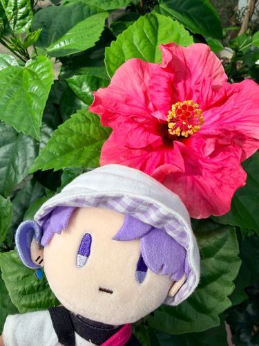 🌺* 。
