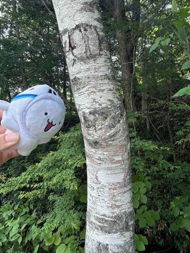 白樺の木だーいすき！🌲