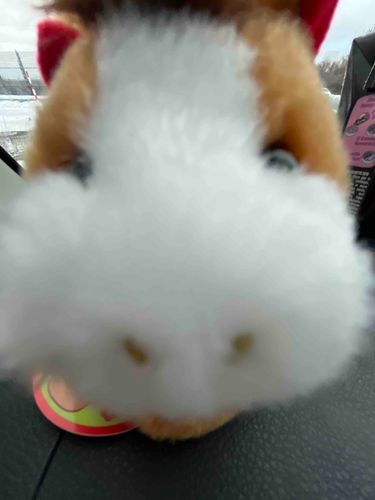あけましておめでとうございます。
岩﨑大昇くんの頭の上にいる馬さんです。
今日はおでかけをしました。