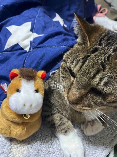 こんばんは。岩﨑大昇くんの頭の上にいる馬さんです。今日（こんにち）は岩﨑大昇くんの頭の上ではなく、飼い猫のウニちゃんの隣でお送りしています。