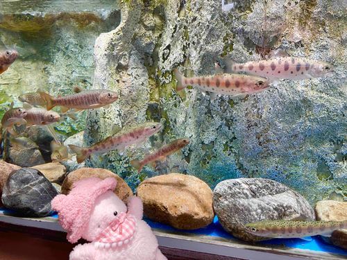 おさかなさん🐟