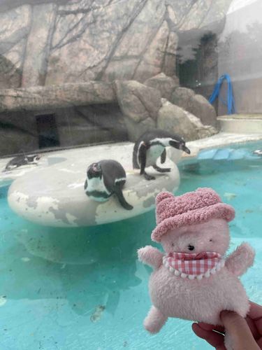 ペンギンさんいた！🐧
