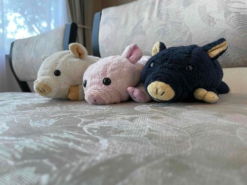 三匹なかよし