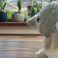 ぱお