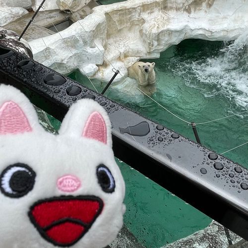 しろくまさん！
