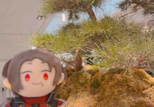 まつのき ね