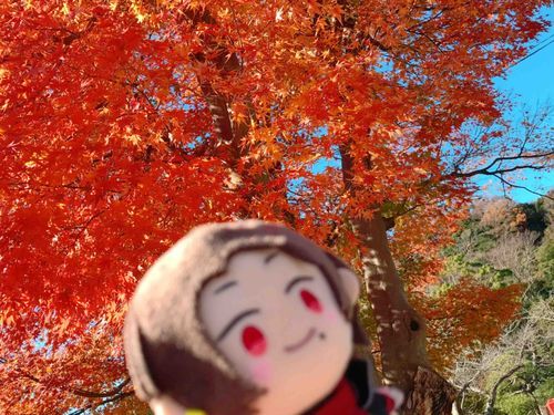 もみじがり ね