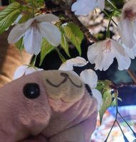 さくちゃん