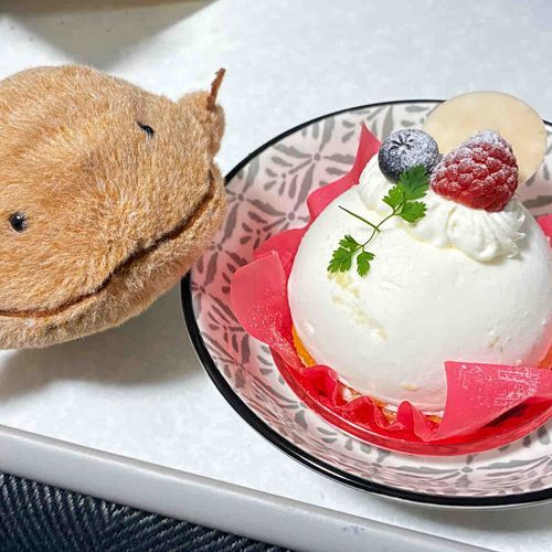 今日はまんまるのケーキたべたよ。中にマンゴージュレ、カスタードが入っててあとあじ爽やかなんだ。わいとちがう色だなぁ。お店もすてきでケーキもとってもおいしかったよ。